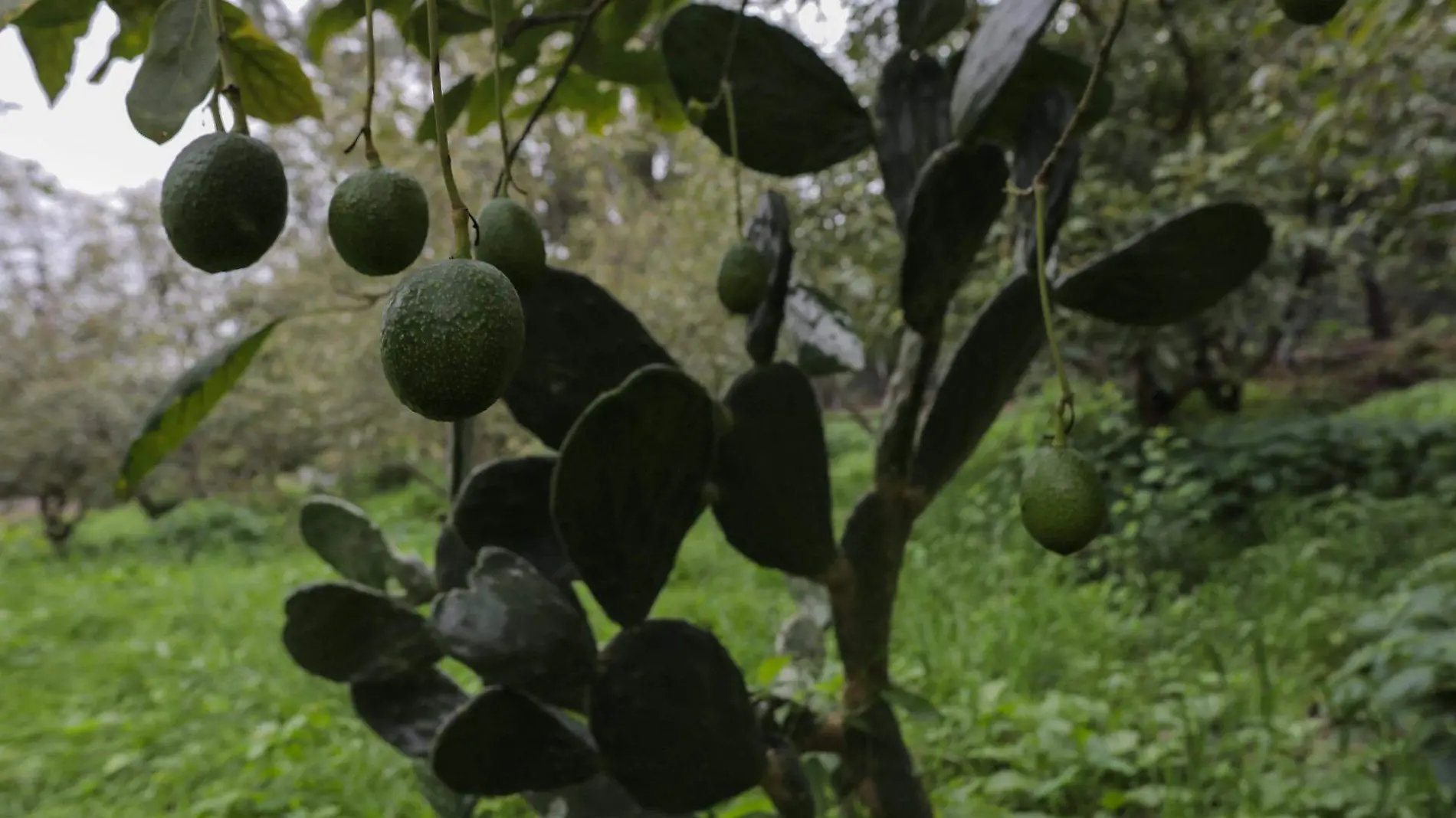 PUEBLOS UNIDOS AGUACATEROS_ARCHIVO